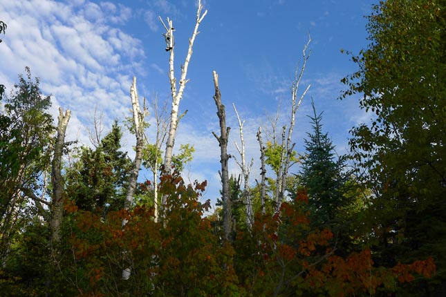 Many stands of birch and aspen have reached their typical age limits and are old and dying, while conifer regeneration is nearly absent in the understory of North Shore forests. Credit: Superior National Forest