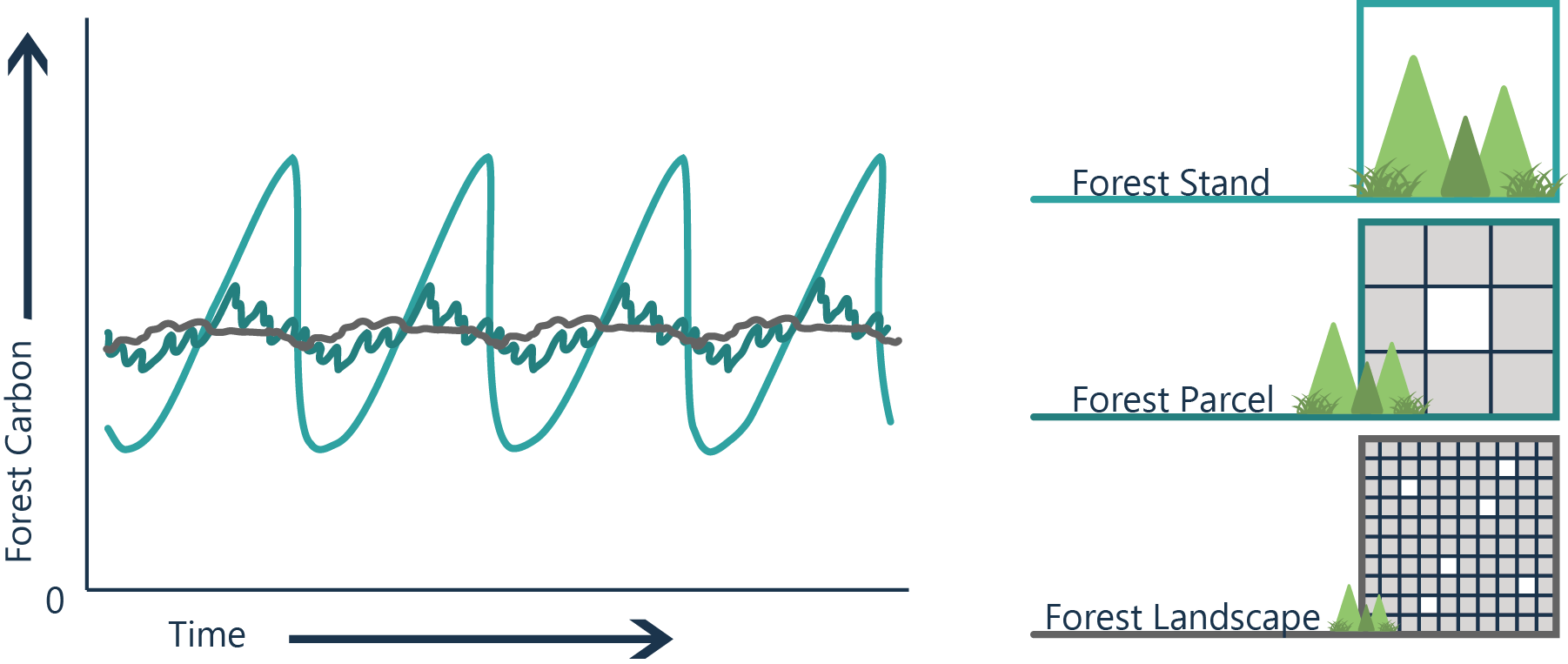 A graph of forest carbon vs. time shows that forest stands have a few large spikes and dips in forest carbon. Forest parcels have many small ups and downs over longer timeline ups and downs. Forest landscape is more constant over a longer period.