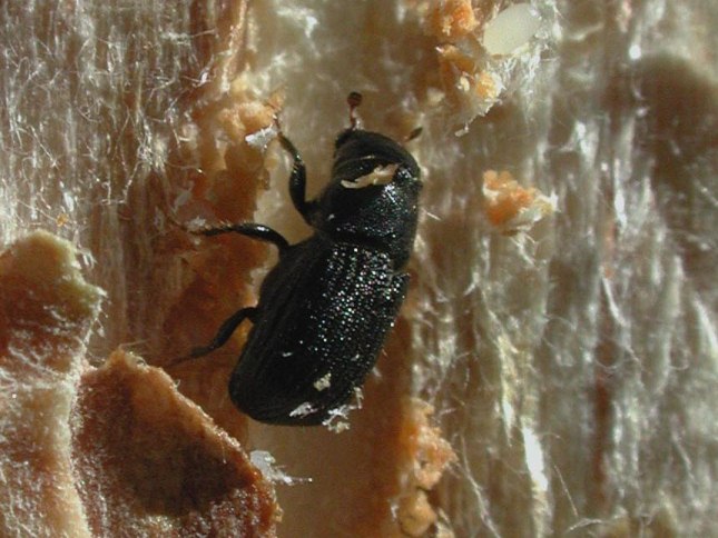 Mountain pine beetle female chewing through the phloem of a host tree to deposit eggs.